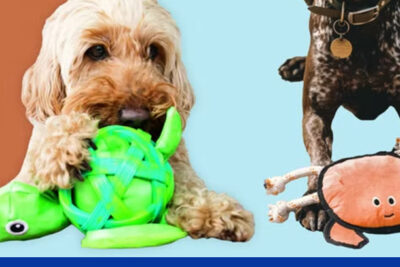 Simple Way To Make Your Pets Toys Clean Again